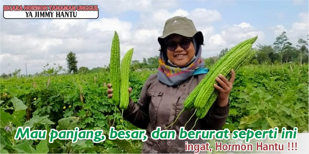 Toko Online  Pupuk Cair Perangsang Buah Dan Bunga Di Makassar Terdekat